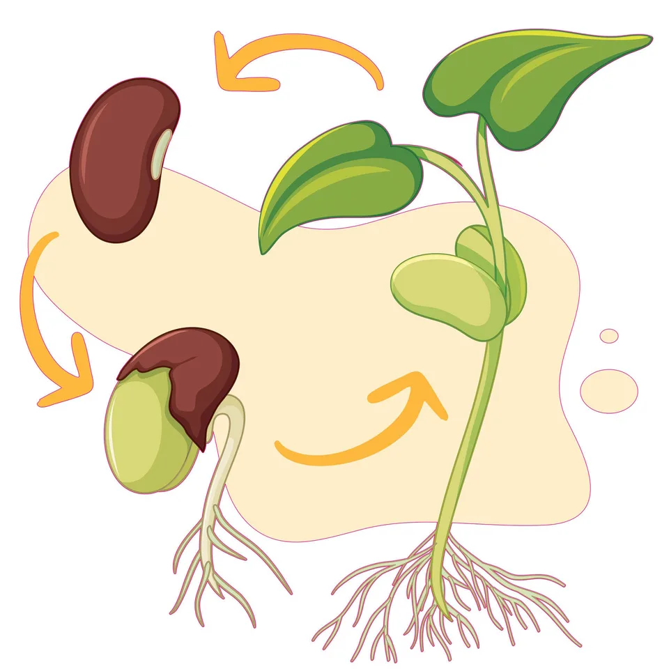 Sticker STEM, Științe Naturale - Biologie, set F2, 50 cm, sticker 7