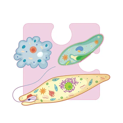 Sticker STEM, Științe naturale - Biologie, set F3, 50 cm, sticker 4