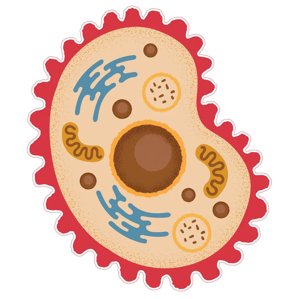 Autocolant STEM, Științe Naturale – Biologie, set F7, 50 cm, autocolant 7