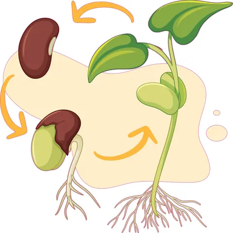 Autocolant STEM, Științe Naturale – Biologie, set F2, 80 cm, autocolant 7