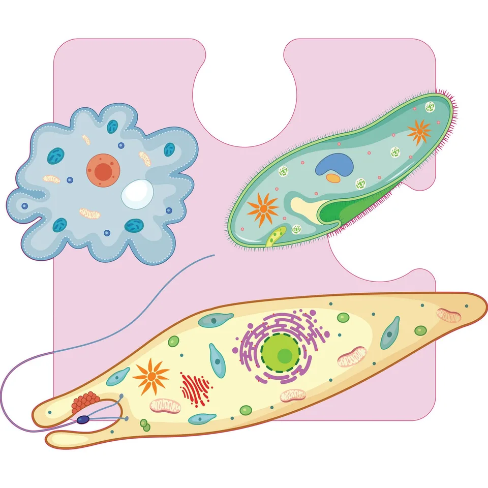 Autocolant STEM, Științe naturale - Biologie, set F3, 80 cm, autocolant 4