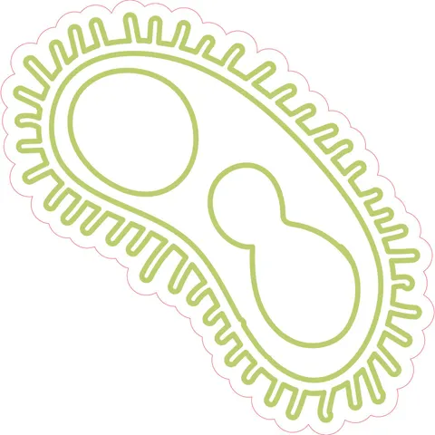 Sticker STEM, Științe Naturale - Biologie, Set F5, 80 cm, Sticker 6