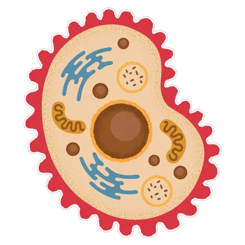Sticker STEM, Științe Naturale - Biologie, set F7, 80 cm, sticker 7