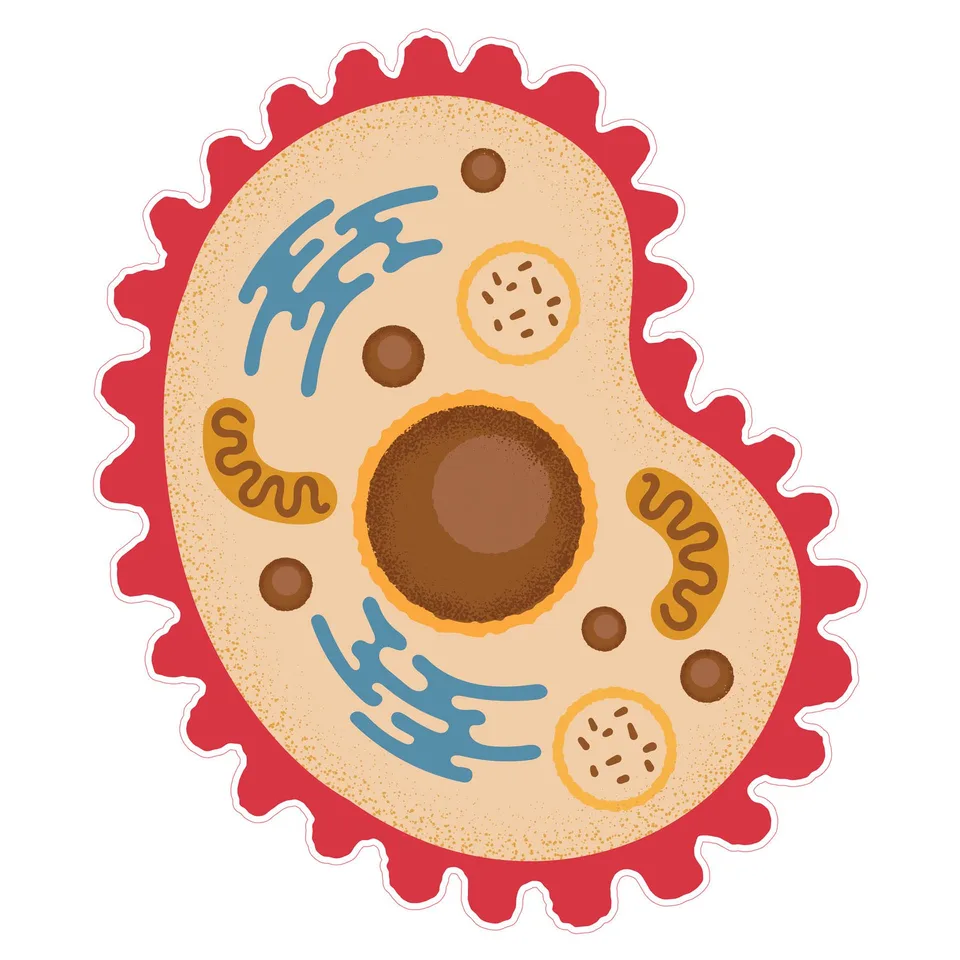 Sticker STEM, Științe Naturale - Biologie, set F7, 80 cm, sticker 7