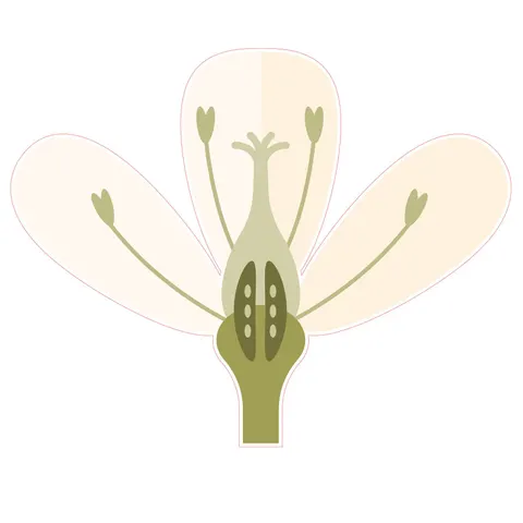 Sticker STEM, Științe ale naturii - Biologie, set F10, 80 cm, sticker 1