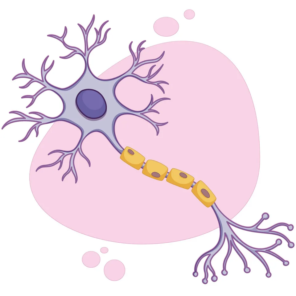 Sticker STEM, Științe ale Naturii - Biologie, Set F2, 100 cm, Sticker 5