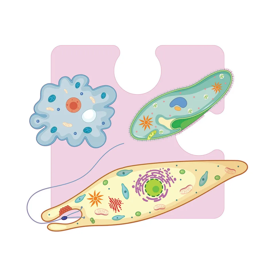 Sticker STEM, Științe ale Naturii – Biologie, set F3, 100 cm, sticker 4