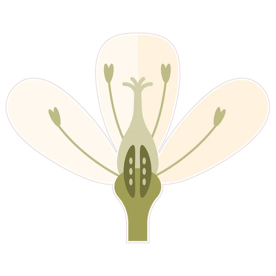 Autocolant STEM, Științe ale naturii - Biologie, set F10, 100 cm, autocolant 1