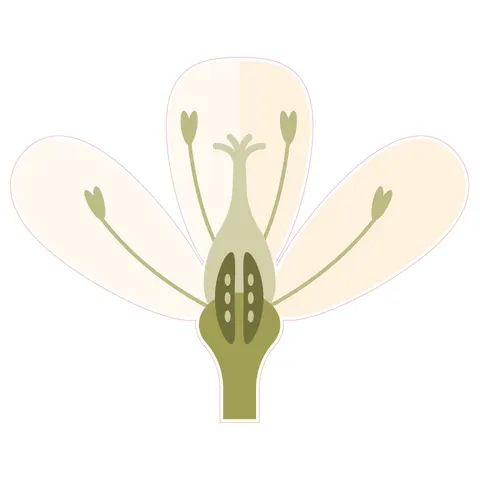 Autocolant STEM, Științe ale naturii - Biologie, set F10, 100 cm, autocolant 1
