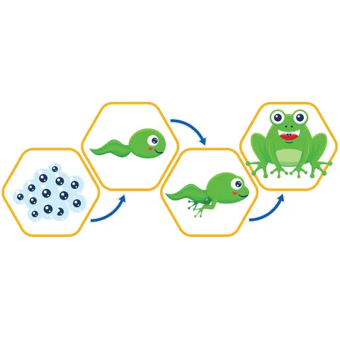 Sticker STEM, Științe Naturale - Biologie, Set F1, 150 cm, Sticker 1