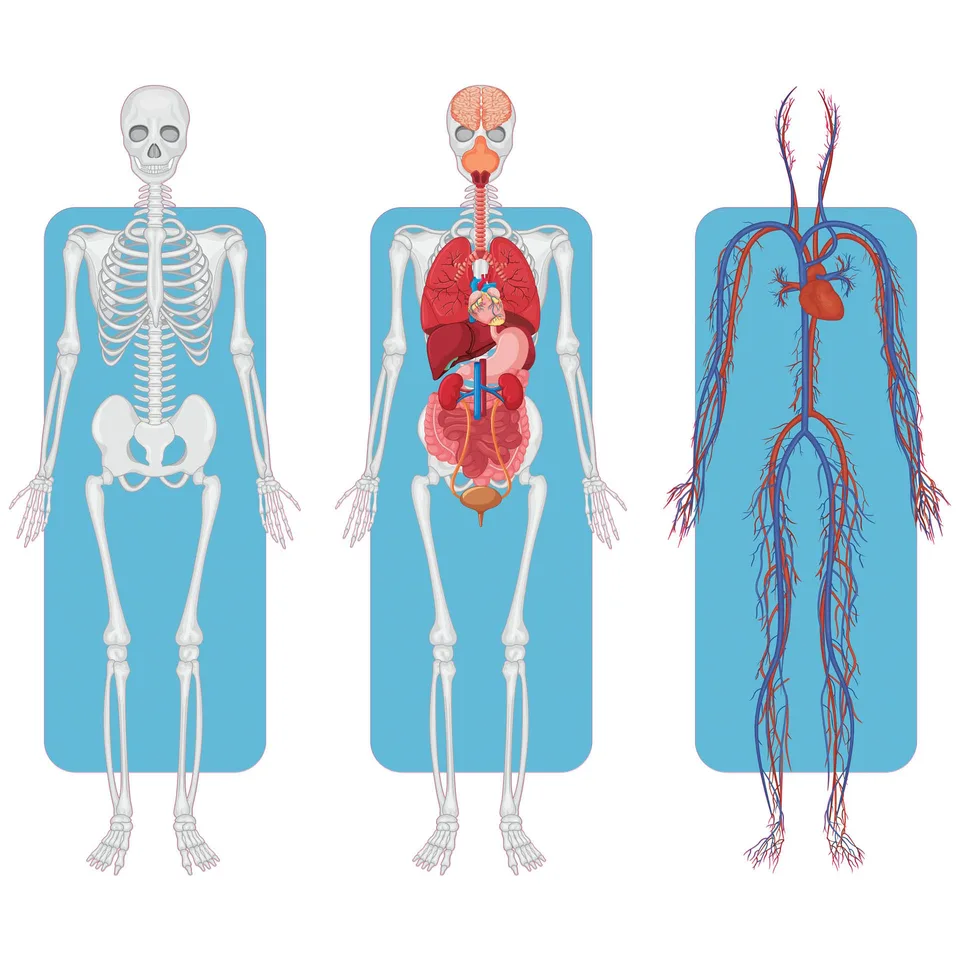 Autocolant STEM, Științe ale naturii - Biologie, set F2, 150 cm, autocolant 2