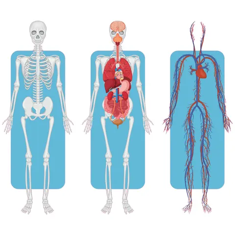 Autocolant STEM, Științe ale naturii - Biologie, set F2, 150 cm, autocolant 2