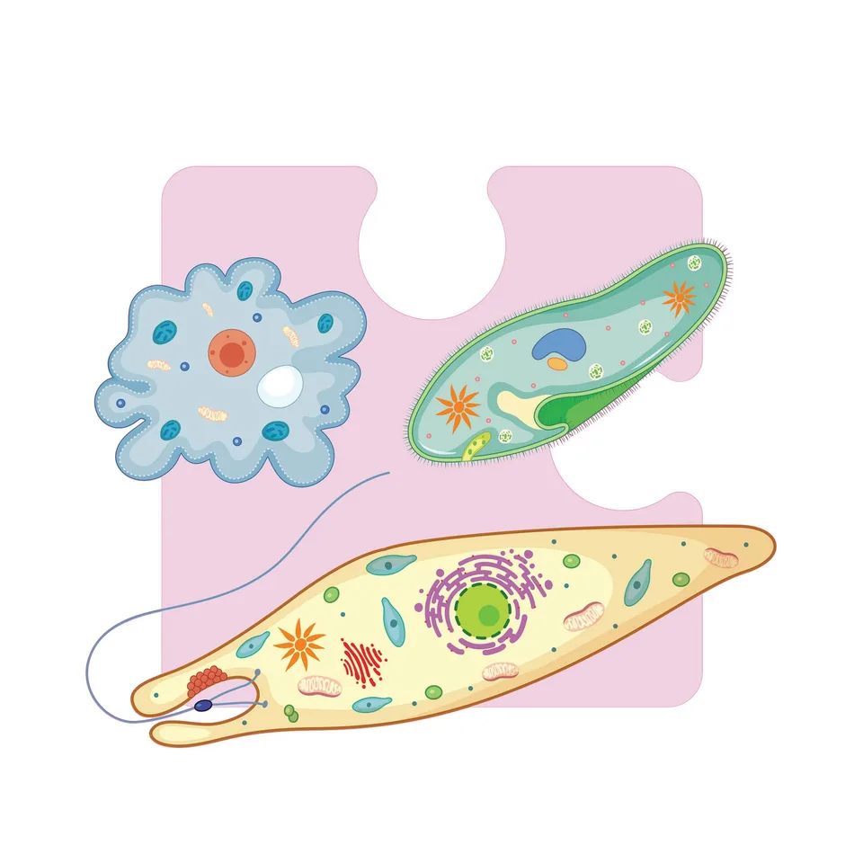 Autocolant STEM, Științe ale naturii - Biologie, set F3, 150 cm, autocolant 4