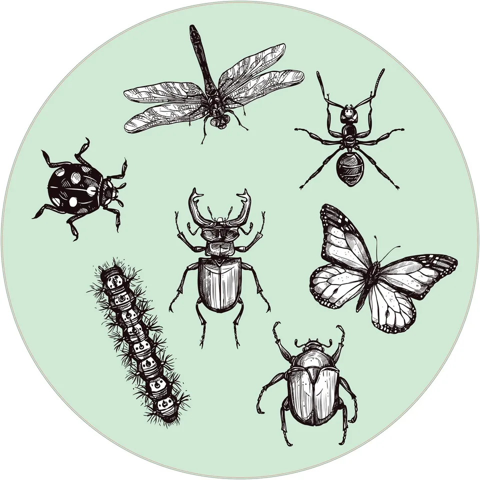 Autocolant STEM, Științe ale naturii - Biologie, set F6, 150 cm, autocolant 1