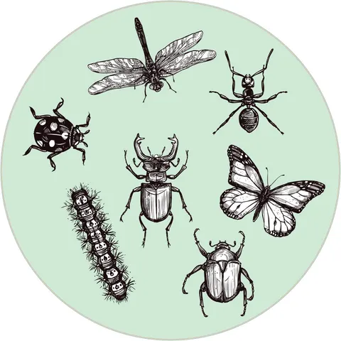 Autocolant STEM, Științe ale naturii - Biologie, set F6, 150 cm, autocolant 1