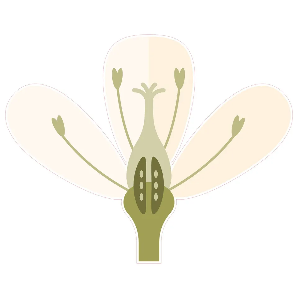Autocolant STEM, Științe ale naturii - Biologie, set F10, 150 cm, autocolant 1