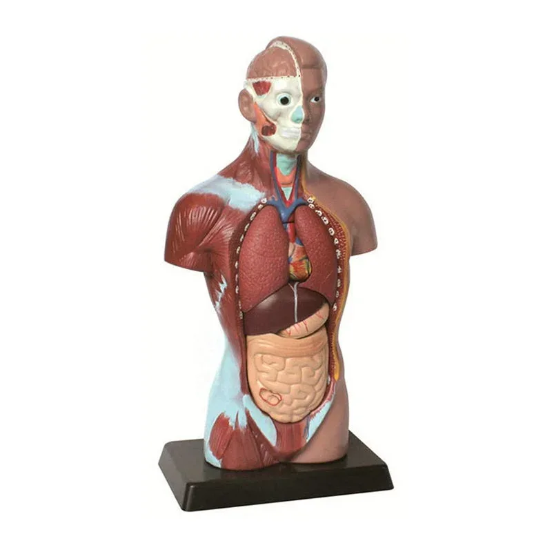 Model miniatural al trunchiului uman Gelsonlab